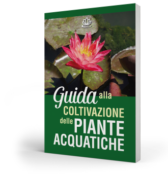 Guida alla Coltivazione delle Piante Acquatiche